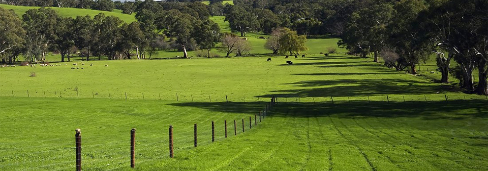 Lush green Canadian pasture with cattle